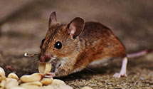 24 Hour & Emergency Exterminators in Tooele Army Depot, UT